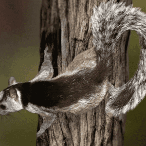 Variegated Squirrel for sale