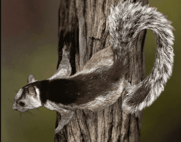Variegated Squirrel for sale