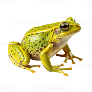 Amphibians