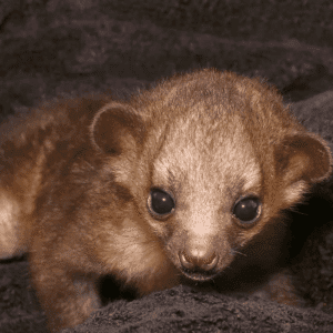 kinkajou for sale