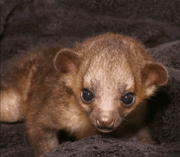 kinkajou for sale