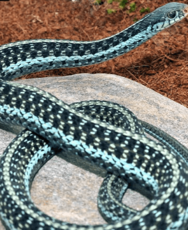 Opera Snapshot_2025-04-29_020740_undergroundreptiles.com_cleanup