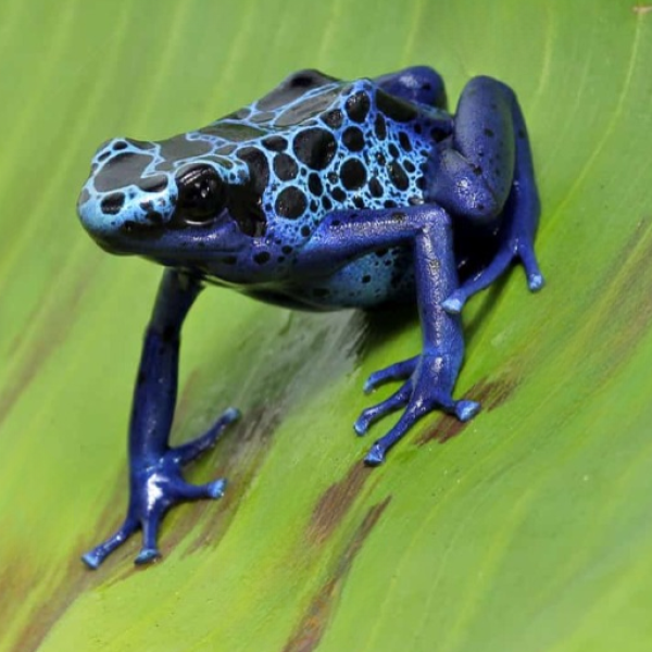 cropped-ug_Adult_Blue_Azureus_Tinctorius_Dart_Frog_2_cleanup.png