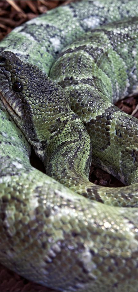 line, poisonous, green, tree snake, reptile, dangerous, terrarium, green tree python, creature, dandruff, mamba, rattlesnake, wildlife, evil, africa, snake venom, scary, green snake