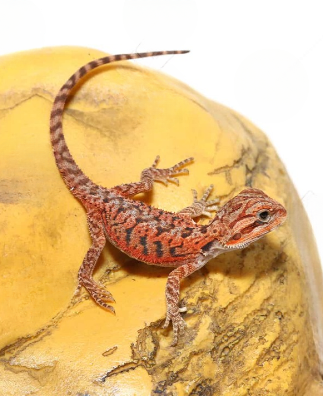 ug_Inferno_Translucent_Bearded_Dragon_3_cleanup
