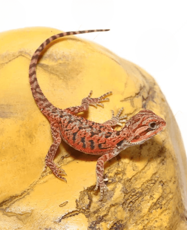 ug_Inferno_Translucent_Bearded_Dragon_3_cleanup