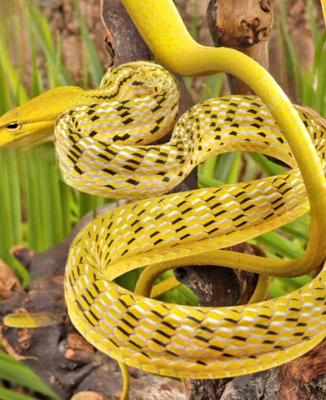 ug_Yellow_Asian_Vine_Snake_2_cleanup