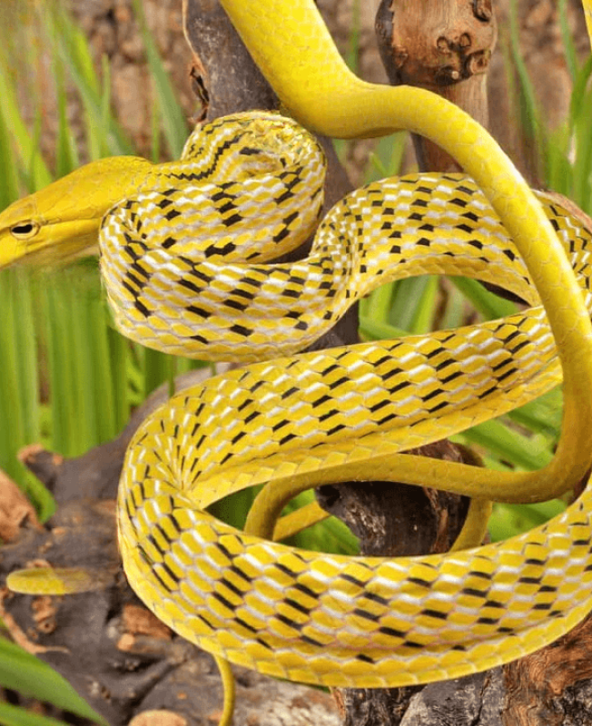 ug_Yellow_Asian_Vine_Snake_2_cleanup