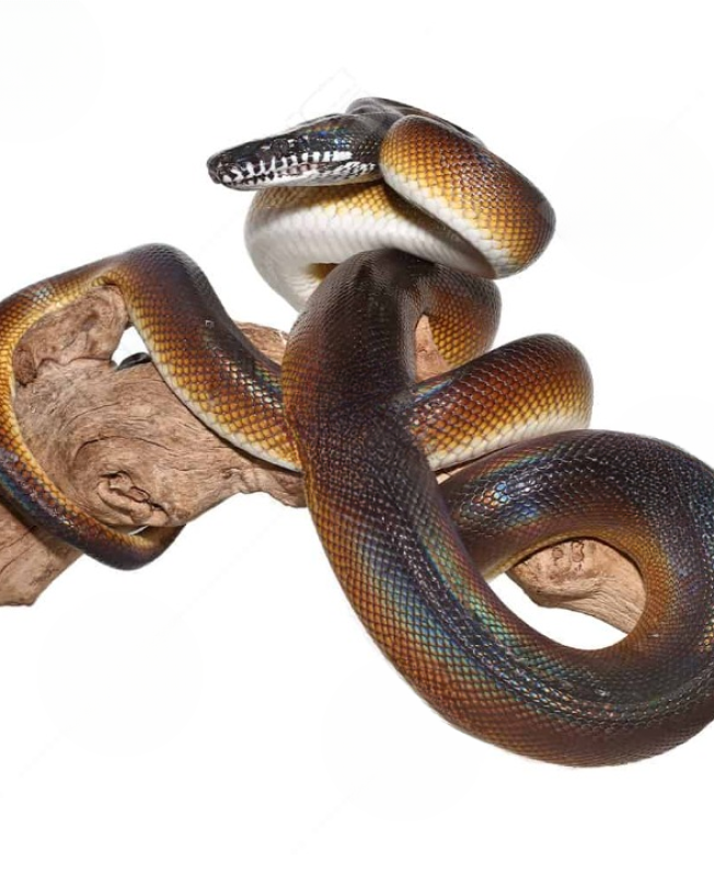 ug_adult_female_white_lipped_python_2_cleanup